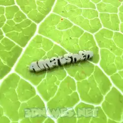 alnatsheh in Gold Leaf style - 3D name wallpaper