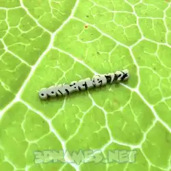 donhacker123 in Gold Leaf style - 3D name wallpaper