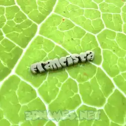 francisca in Gold Leaf style - 3D name wallpaper