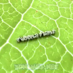 ftooma ftame in Gold Leaf style - 3D name wallpaper