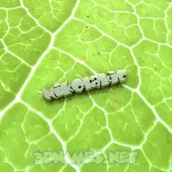 nikolakic in Gold Leaf style - 3D name wallpaper