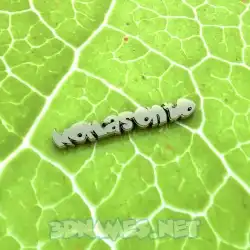 nomasonto in Gold Leaf style - 3D name wallpaper