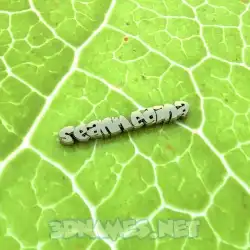 seanmedina in Gold Leaf style - 3D name wallpaper