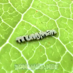 trungpham in Gold Leaf style - 3D name wallpaper